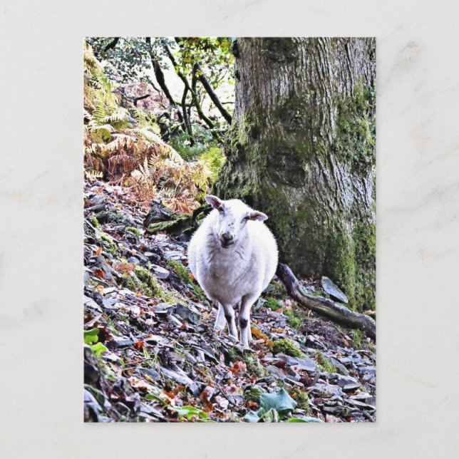 CUTE SHEEP VYKORT (Framsida)