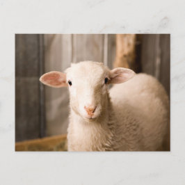 Cute Sheep Vykort