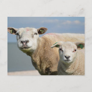 Cute Sheep Vykort