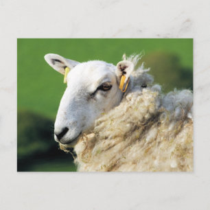 CUTE SHEEP VYKORT