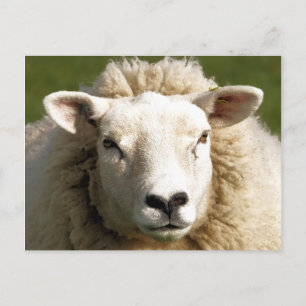 CUTE SHEEP VYKORT