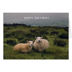 Cute Shep Birday Card Hälsningskort