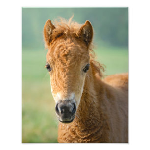 Cute Shetland Pony Foal Horse Head Frontal - Fototryck