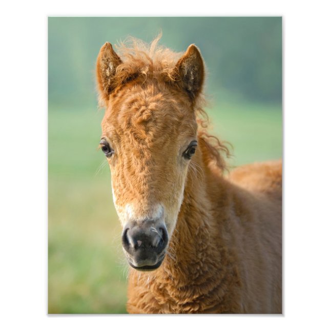 Cute Shetland Pony Foal Horse Head Frontal - Fototryck (Framsidan)
