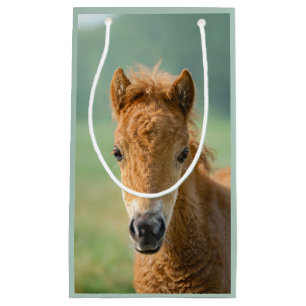 Cute Shetland Pony Foal Horse Head Frontal Photo -