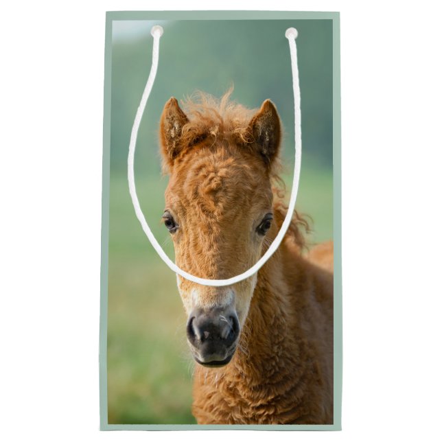 Cute Shetland Pony Foal Horse Head Frontal Photo - (Framsidan)