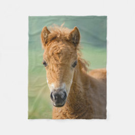Cute Shetland Pony Foal Horse Head Frontal Photo _ Fleecefilt