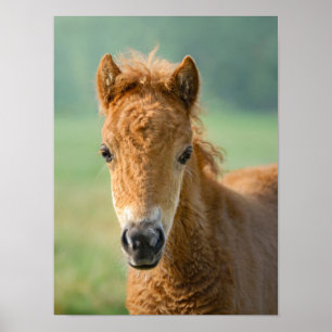 Cute Shetland Pony Foal Horse Head Frontal Photo - Poster