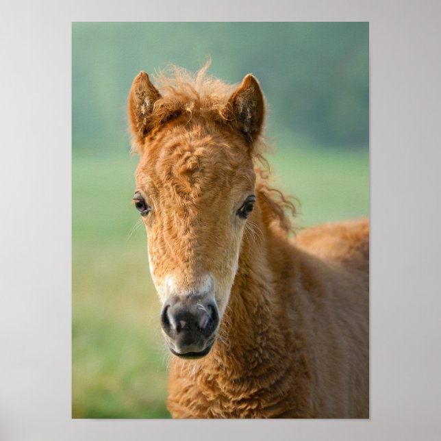 Cute Shetland Pony Foal Horse Head Frontal Photo - Poster (Framsidan)