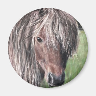 Cute Shetland Pony Magnet