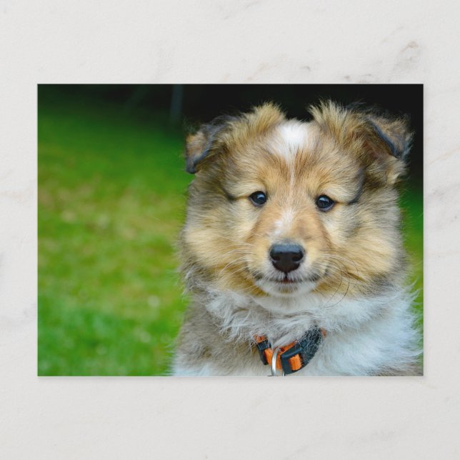 Cute Shetland Sheepdog Photo Vykort (Framsida)