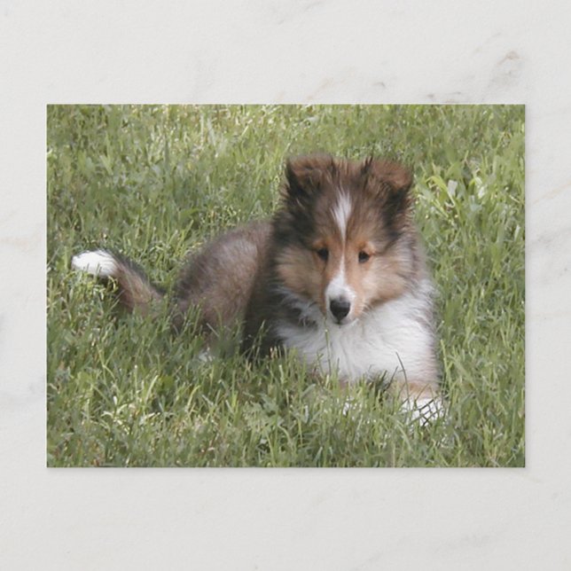 Cute Shetland Sheepdog puppy ljugande gräs Vykort (Framsida)
