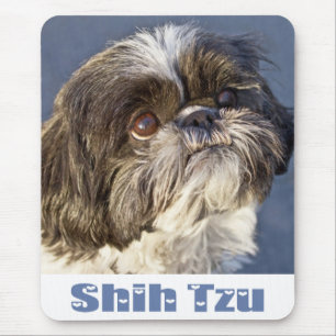Cute Shih Tzu Älskare Puppy Hund Shihtzu Musmatta