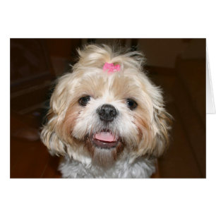 Cute Shih Tzu Hälsningskort