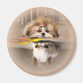 Cute shih tzu och chihuahua magnet
