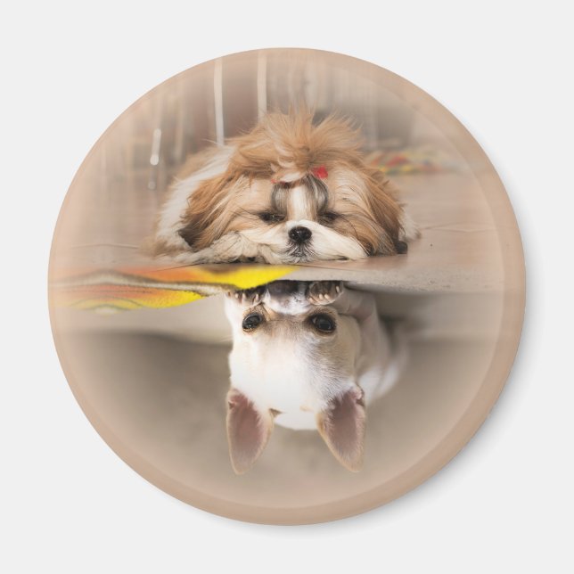 Cute shih tzu och chihuahua magnet (Framsidan)