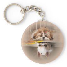 Cute shih tzu och chihuahua