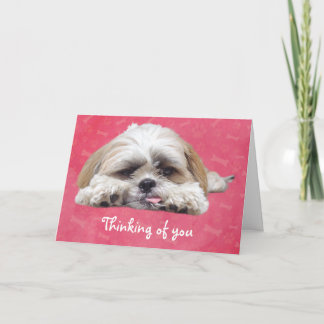 Cute Shih Tzu Puppy: Du tänker Kort