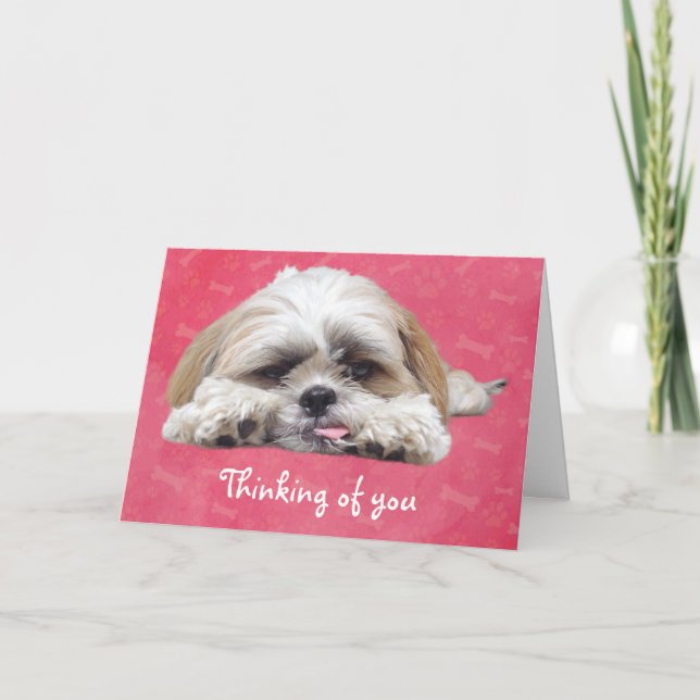 Cute Shih Tzu Puppy: Du tänker Kort (Framsida)