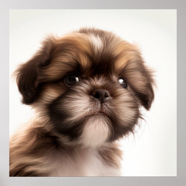Cute Shih Tzu Puppy Hund Poster (Framsidan)