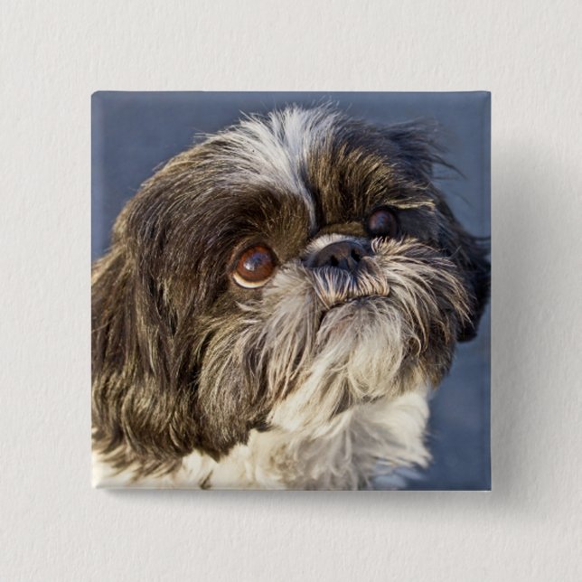 Cute Shih Tzu Puppy Pin Knapp (Framsida)