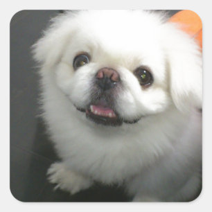 Cute Shih Tzu tittar vid kameran Fyrkantigt Klistermärke
