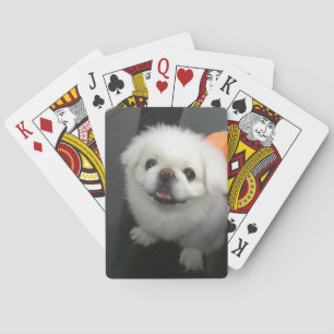 Cute Shih Tzu tittar vid kameran Spelkort