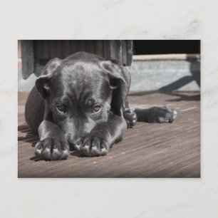 Cute, Shy, Grått, Great dane-marionett Vykort