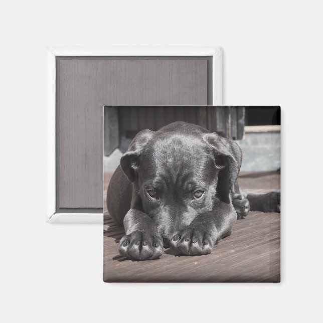 Cute Shy Great dane Puppy Magnet (Front/Back)