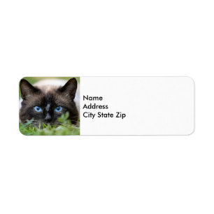 Cute Siamese Cat Photo Label Returadress Etikett
