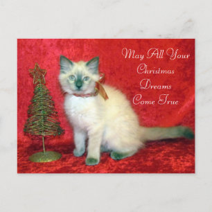 Cute Siamese Kitten Julgran Helg Vykort