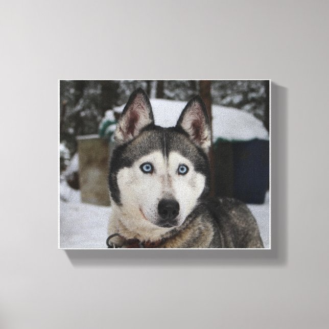 Cute Siberian husky Canvastryck (Framsida)