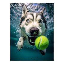 Cute Siberian husky dykande undervatten Poster