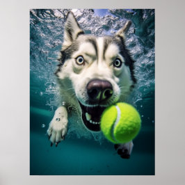 Cute Siberian husky dykande undervatten Poster
