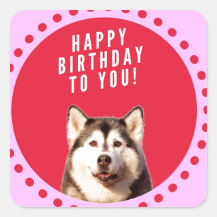 Cute Siberian husky Hund Wishing Grattis på födels Fyrkantigt Klistermärke