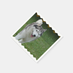 Cute Siberian husky Pappersservett
