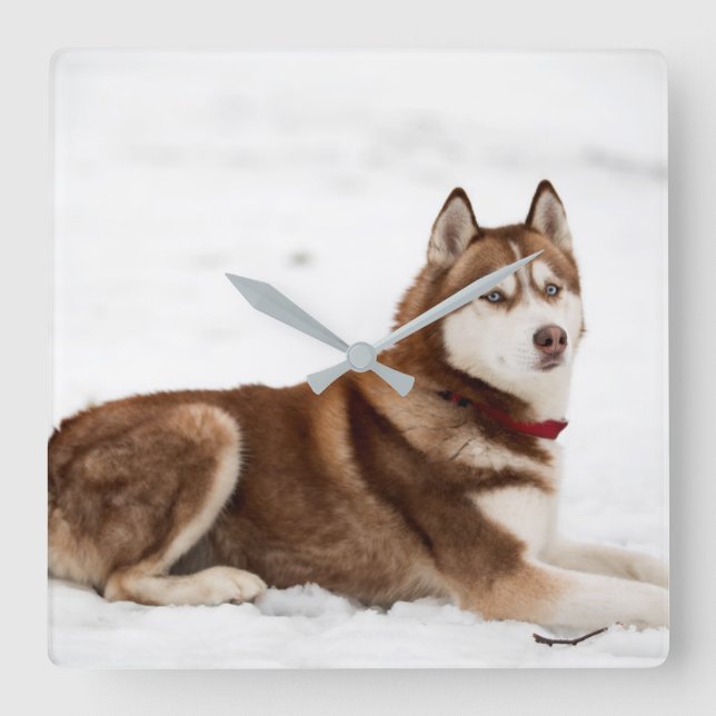 Cute Siberian husky Porträtt Fyrkantig Klocka (Framsida)