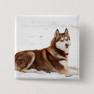 Cute Siberian husky Porträtt Knapp