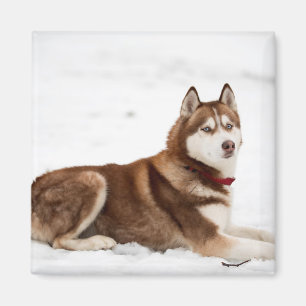 Cute Siberian husky Porträtt Magnet