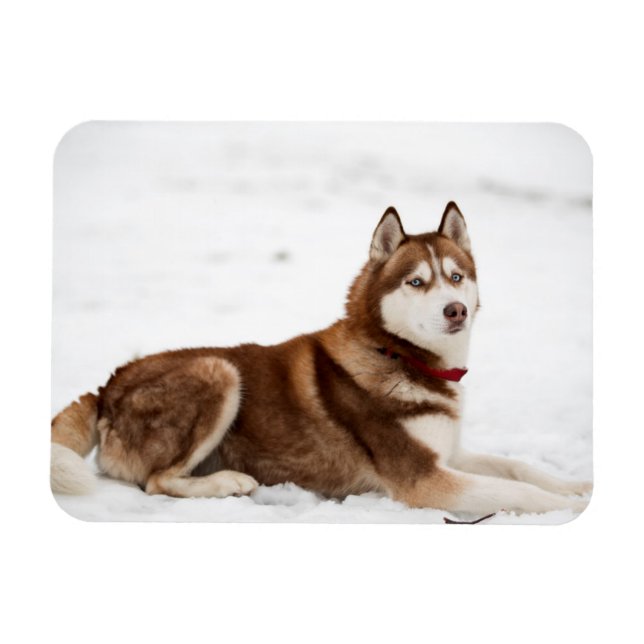 Cute Siberian husky Porträtt Magnet (Horisontell)