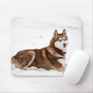 Cute Siberian husky Porträtt Musmatta