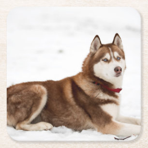 Cute Siberian husky Porträtt Underlägg Papper Kvadrat
