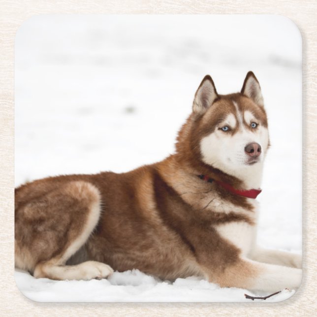 Cute Siberian husky Porträtt Underlägg Papper Kvadrat (Framsidan)