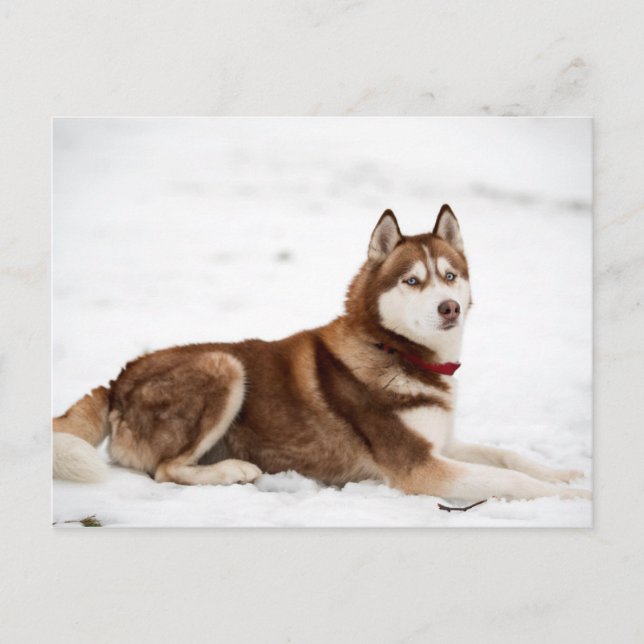 Cute Siberian husky Porträtt Vykort (Framsida)