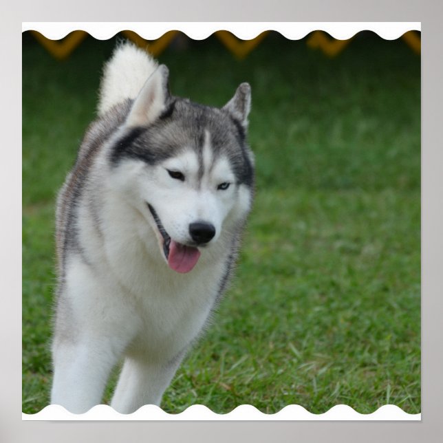 Cute Siberian husky Poster (Framsidan)