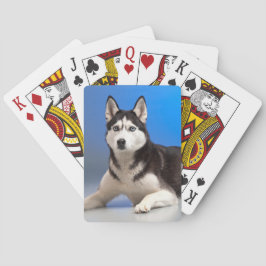 Cute Siberian husky Puppy Hund Casinokort