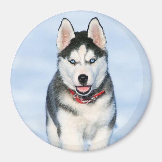 Cute Siberian husky Puppy Hund i Snö Magnet (Framsidan)