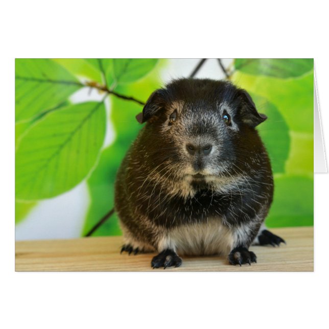 Cute Silver Fox Guinea Gris Hälsningskort (Framsidan Horizontal)