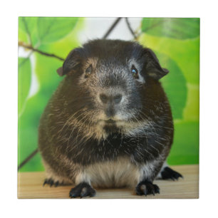 Cute Silver Fox Guinea Gris Kakelplatta