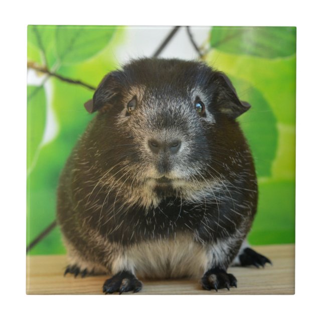 Cute Silver Fox Guinea Gris Kakelplatta (Framsidan)